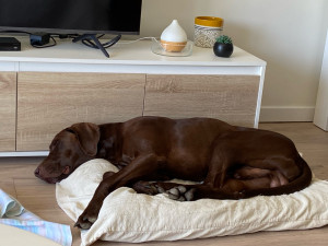 Photo de galerie - Silas après 1h en forêt 