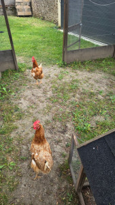 Photo de galerie - Toujours sous observation pendant que je nettoie l'enclos ?