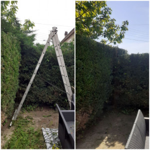 Photo de galerie - Taille de haies et d'arbustes