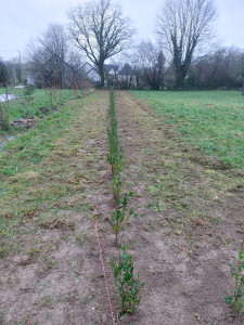 Photo de galerie - Plantation d'une haie 