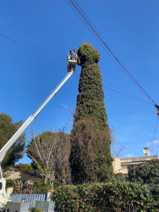 Photo de galerie - élagage 