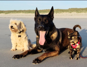 Photo de galerie - Garde animaux