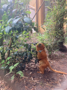 Photo de galerie - J’organise des sorties : zoo, parc, piscine 