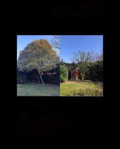Photo de galerie - Taille d’arbres 