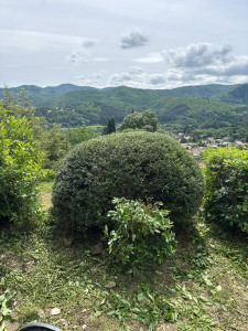 Photo de galerie - Taille d’arbuste