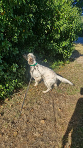 Photo de galerie - Un très beau et gentil setter anglais 