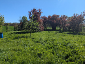 Photo de galerie - Tonte de pelouse - Débroussaillage