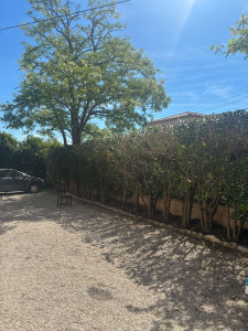 Photo de galerie - Taille de haies 