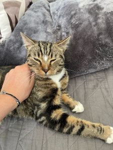 Photo de galerie - Amoureuse des animaux, je suis très à l’aise avec les chats