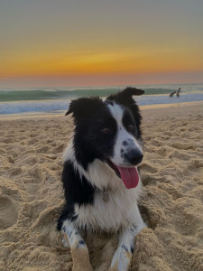 Photo de galerie - Garde d’un border collie 