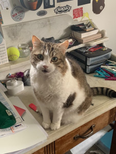 Photo de galerie - Mon chat Fayence