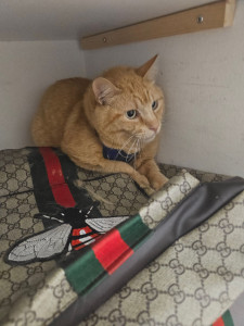 Photo de galerie - Garde chat