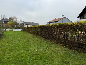 Photo de galerie - Taille de haie 