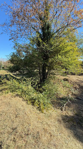 Photo de galerie - Avant élagage 