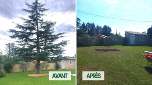 Photo de galerie - Abattage d’un cèdre, plus l’évacuation et la reprise de gazon 
