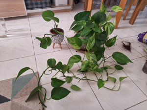 Photo de galerie - Activité rempotage, pour vos plantes ou pour occuper vos enfants !