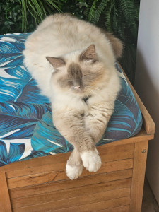 Photo de galerie - Garde chat