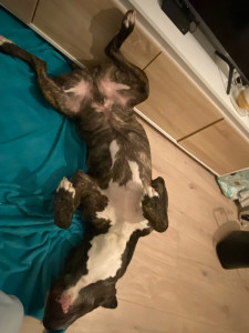 Photo de galerie - Le stress de Loulou a la maison ! 