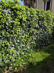 Photo de galerie - Paysagiste - Aménagement du jardin
