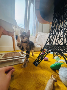 Photo de galerie - Je suis disponible pour garder vos chats ‍ 