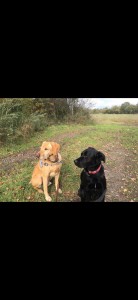 Photo de galerie - Je propose mes services pour garder vos animaux a mon domicile. Je suis quelqu'un qui aime beaucoup les animaux, ayant déjà des animaux depuis mon plus jeune âge. Je serai à l'écoute ainsi cas l'écoute de votre animal ! 