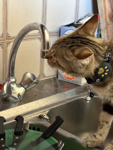 Photo de galerie - Garde animaux