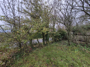 Photo de galerie - Elagage et coupe d'arbres