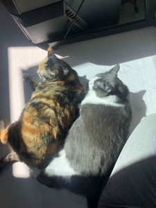 Photo de galerie - Garde régulière de deux chats 