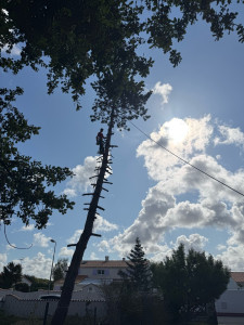 Photo de galerie - Elagage et coupe d'arbres