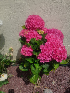 Photo de galerie - Entretiens dans jardin personnel.