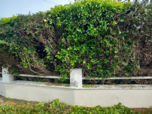 Photo de galerie - Tailler de haie (apres)