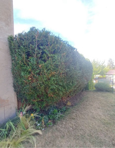 Photo de galerie - Rafraîchissement d’une haie non entretenue depuis 2ans 