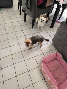 Photo de galerie - Lucky et Guizmo ❤️