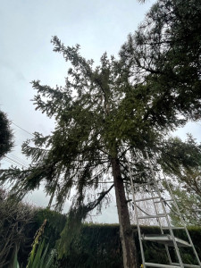 Photo de galerie - (AVANT) - Abattage par démontage d’un épicéa