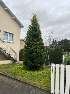 Photo de galerie - Taille d’un cyprès 