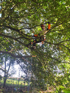 Photo de galerie - élagage encordé du laurier palme