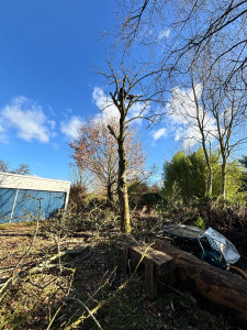 Photo de galerie - Abattage d’arbre 