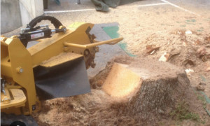 Photo de galerie - Rognage 