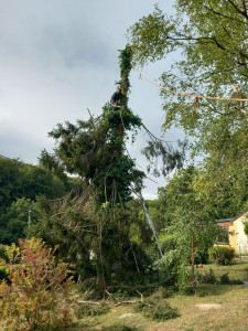 Photo de galerie - Après abattage