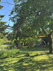 Photo de galerie - Entretien d’un jardin/parc écologique (après)