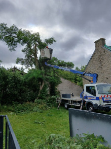 Photo de galerie - Elagage et coupe d'arbres