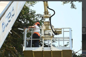 Photo de galerie - Elagage et coupe d'arbres