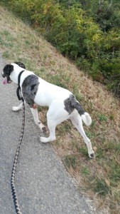 Photo de galerie - Garde chien