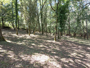 Photo de galerie - Nettoyage et débroussaillage d'un sous bois