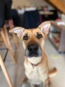 Photo de galerie - Opale petite croisé malinoise de 6 ans ! 