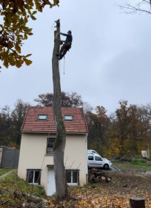 Photo de galerie - Elagage et coupe d'arbres