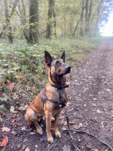 Photo de galerie - Hugo, berger belge malinois