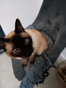 Photo de galerie - Garde chat