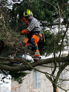 Photo de galerie - Démontage du cyprès 