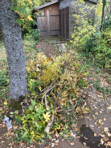 Photo de galerie - Débroussaillage, coupe et Évacuation des déchets 